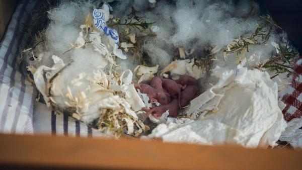 Melli Hausmaus hat ihre Kleinen in der geheimnisvollen Bauwagen-Schublade zur Welt gebracht. Keks hatte recht: Hier sind sie vor der Katze sicher! | Rechte: ZDF/Zia Ziarno