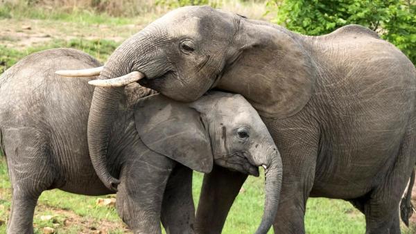 Elefant | Rechte: ZDF