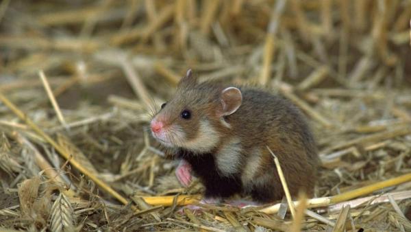 Kleiner Hamster steht auf Hinterbeinen im Stroh und schaut aufmerksam zur Seite. | Rechte: ZDF