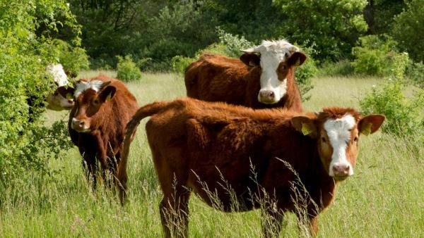 Mehrere braune Kühe mit weißen Flecken stehen auf einer Grünen Wiese. | Rechte: ZDF