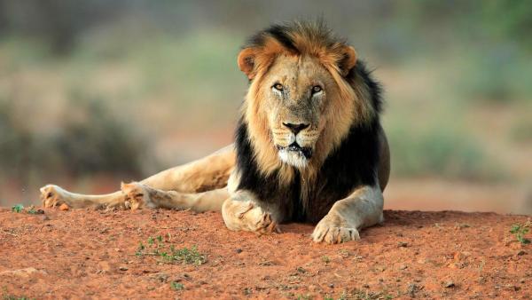 Löwe liegt auf einer Sandfläche und blickt in die Kamera | Rechte: ZDF