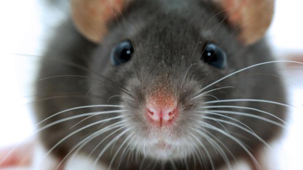Süße graue Ratte schaut frontal in Kamera. | Rechte: ZDF