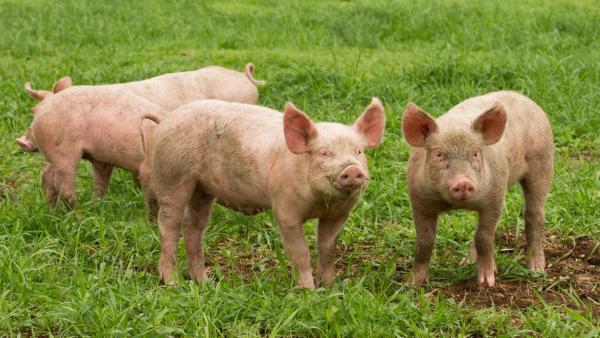 Mehrere Schweine stehen auf einer grünen Wiese. | Rechte: ZDF