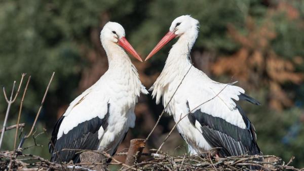 Storchenpaar schnäbelt und sitzt im Nest. | Rechte: ZDF