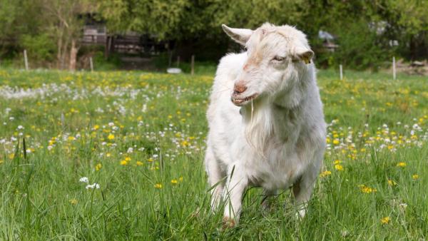 Ziege steht auf einer grünen Wiese und frisst Gras. | Rechte: ZDF