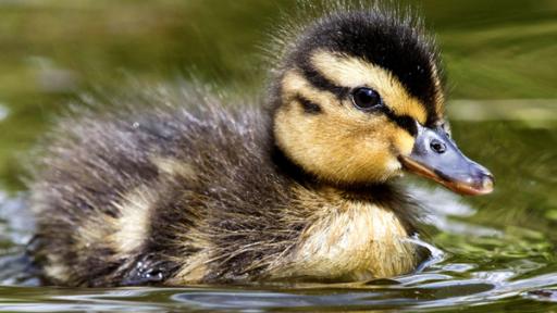 Eine junge Ente schwimmt auf einem See