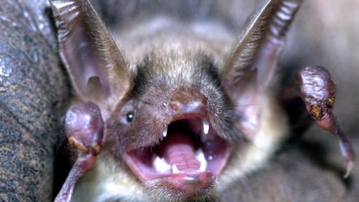 Nahaufnahme einer "schreienenden" Fledermaus.