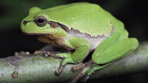 Frosch sitz auf einem Ast