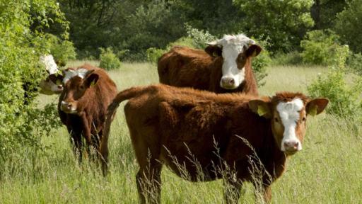 Mehrere braune Kühe mit weißen Flecken stehen auf einer Grünen Wiese.