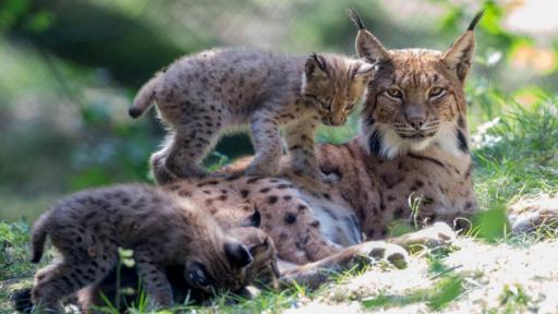 Luchs