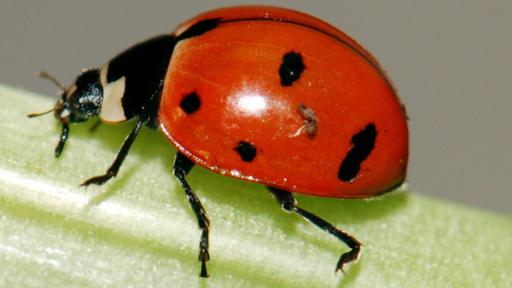 Nahaufnahme eines Marienkäfer, der auf einer Pflanze krabbelt.