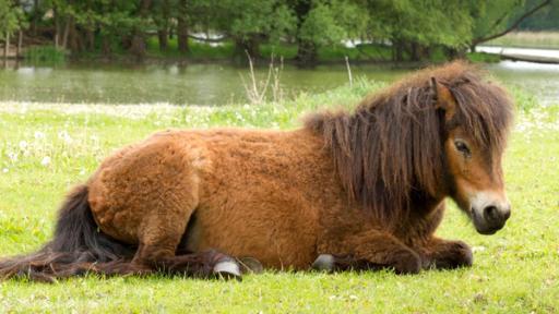 Braunes Pony liegt auf einer Wiese.