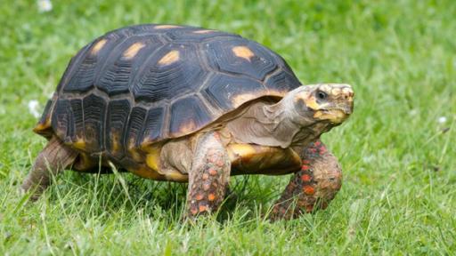 Schildkröte läuft auf grüner Wiese.