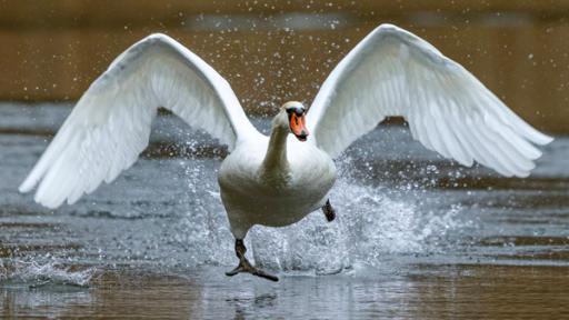 Ein Schwan startet auf einem See