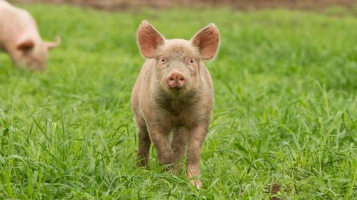 Schwein steht auf einer grünen Wiese und schaut in die Kamera.