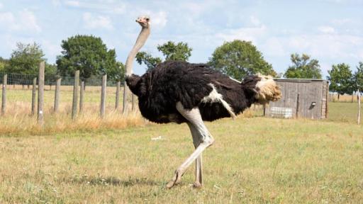 Vogel Strauß steht auf einer Wiese und blickt nach links.