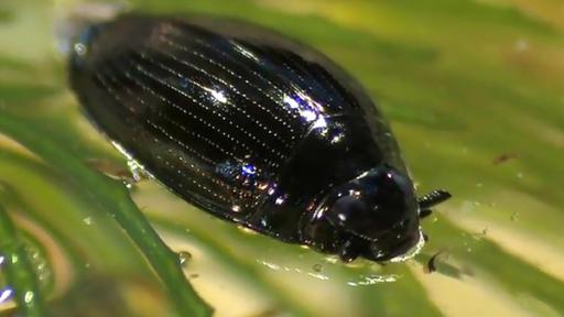 Taumelkäfer im Wasser.