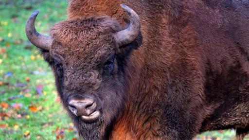 Wisent