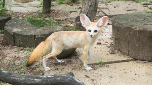 Wüstenfuchs blickt in die Kamera