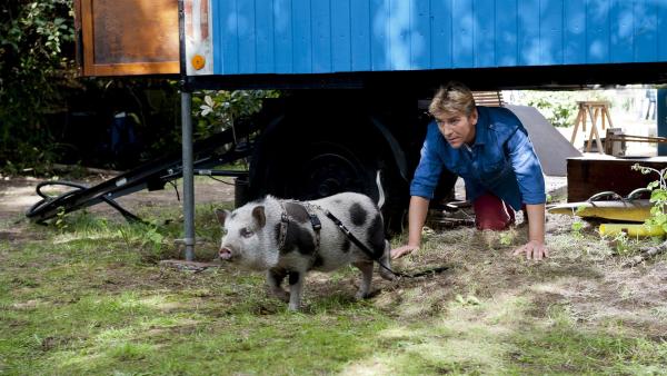 "Kommst du wohl her!" In Fritz Fuchs' (Guido Hammesfahr) hat sich ein Schweinchen verirrt  - und heftiges Chaos angerichtet. | Rechte: ZDF/Antje Dittmann