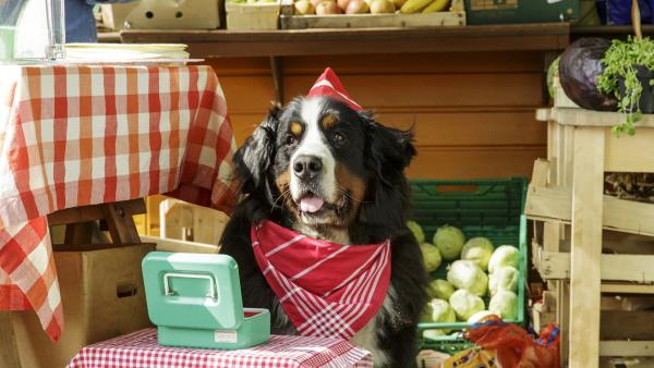 Hund Keks hilft seinem Herrchen am Kiosk, wo und wie er kann. | Rechte: ZDF/Antje Dittmann