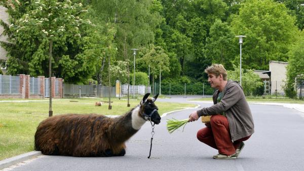 Fritz Fuchs (Guido Hammesfahr) muss das scheue Lama irgendwie von der Straße locken - das fühlt sich dort anscheinend wohl. | Rechte: ZDF/Antje Dittmann