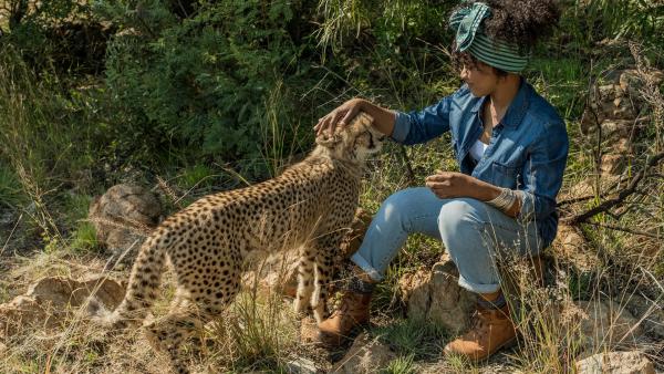 Kira (Thandi Sebe) kümmert sich um. einen kranken Geparden | Rechte: ZDF/Emil Wessels