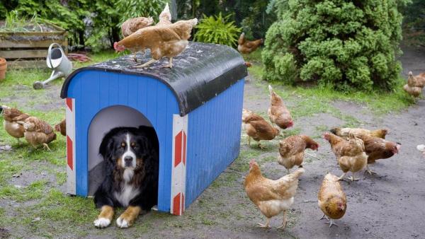 Keks liegt in seiner blauen Hundehütte. Zwei Hühner sitzen auf, der Rest neben der Hundehütte. | Rechte: ZDF
