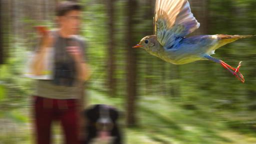 Fritz und Keks stehen im Wald - Im Vordergrund fliegt eine Nachtigall vorbei