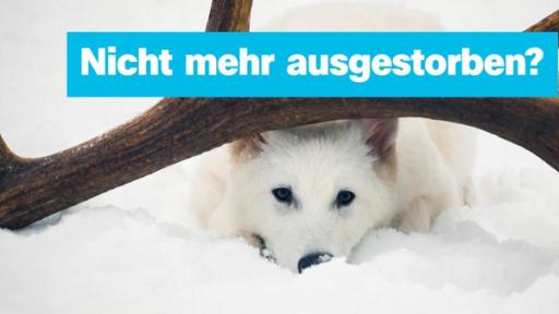 TN logo! 30.4.2025 | Rechte: ZDF Schattenwolf, darüber Schrift "Nicht mehr ausgestorben?"