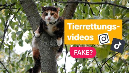 Eine Katze sitzt auf einem Baum, Titelkarte "Tierrettungsvideos - Fake?"