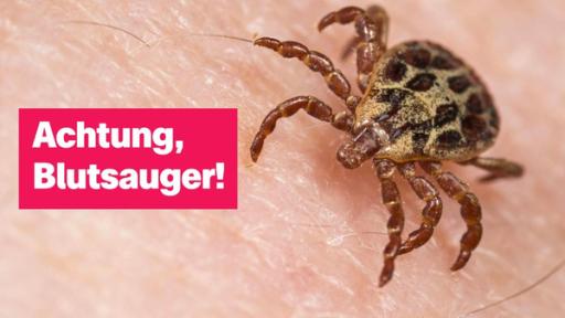 Vorsicht Zeckenzeit! | Rechte: IMAGO / blickwinkel Eine Zecke auf der Haut.