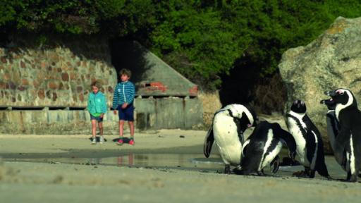 Mein Bruder und ich - In Südafrika: Die Bucht der Pinguine (Folge 2)