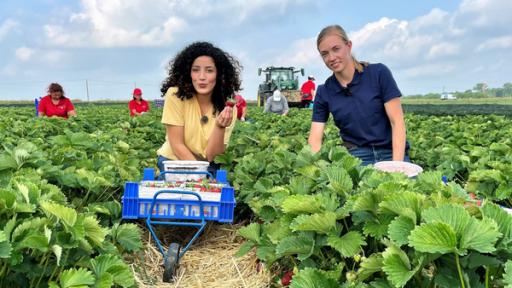 Tessniem und Landwirtin Sophia bei der Erdbeerernte