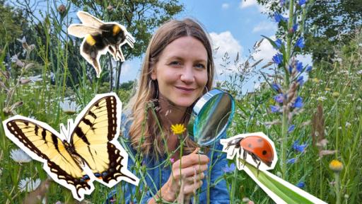 Reporterin Jana hockt in einer artenreichen Wiese inmitten von Blüten und Gräsern und schaut in die Kamera. Sie hält eine Lupe in der Hand. Um sie herum sind Grafik-Cutouts von Insekten zu sehen.