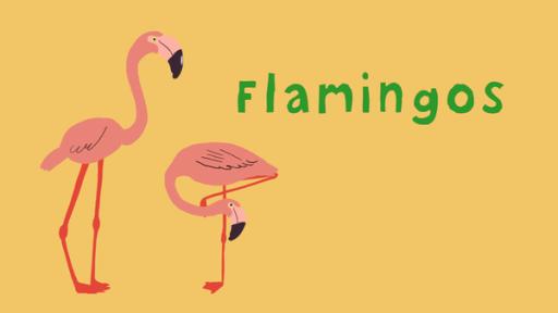 Flamingos