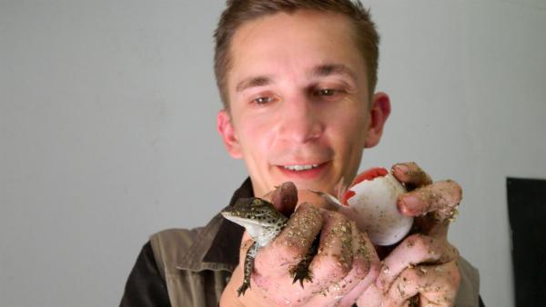 Eric Mayer mit einem schlüpfenden Krokodilbaby | Rechte: ZDF/Simone Grabs