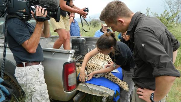 pur+-Moderator Eric Mayer assistiert bei einer Geparden-Operation in der Wildnis. | Rechte: ZDF/Simone Grabs