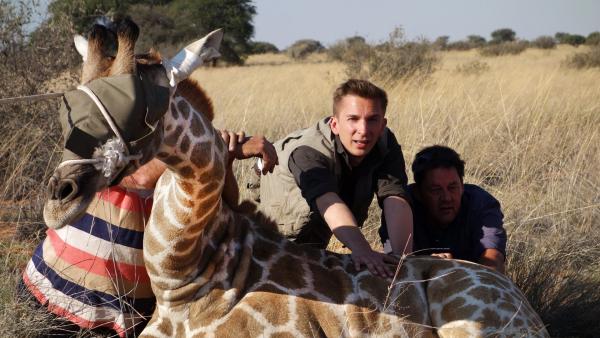 Eric Mayer ist in Namibia, um in aufwändigen und lebensgefährlichen Aktionen Giraffen umzusiedeln. Denn der Mensch hat den Lebensraum der Giraffen in Afrika zerstört. Jetzt muss er den Giraffen helfen, damit sie überleben. | Rechte: ZDF/Simone Grabs