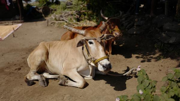 Heilige Kühe am Wegesrand. Auf seiner Drehreise durch Indien hat "pur+"-Moderator Eric Mayer immer wieder jene Tiere gesehen, die die Inder sehr verehren und schützen. | Rechte: ZDF/Zeljko Pehar