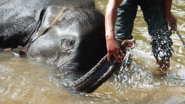Mahout badet den 5-jährigen Elefanten. | Rechte: ZDF/Roland Rippl