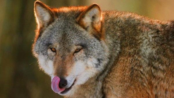 Wolf streckt die Zunge raus | Rechte: ZDF