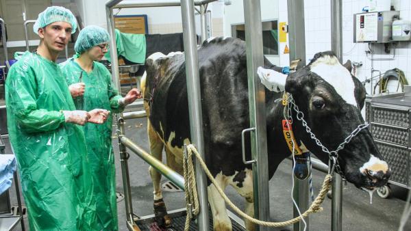 Eric hilft bei der Operation an einer Kuh | Rechte: ZDF