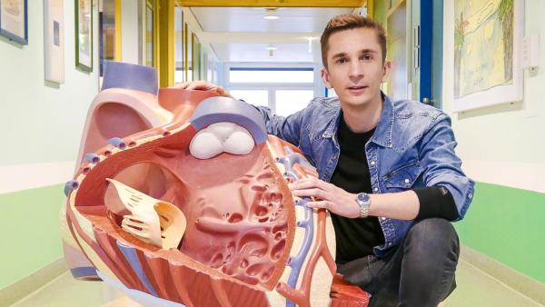 PUR+ - Organspende - Neues Herz, neue Niere, neues Leben | Rechte: ZDF