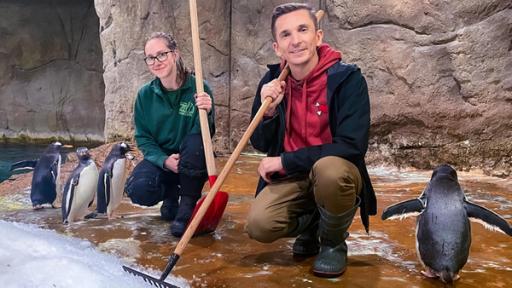 Moderator Eric Mayer kniet zusammen mit Tierpflegerin Melina Radtke im Grünen Zoo in Wuppertag im Pinguingehege. Sie hält eine Schaufel und er einen Rechen in der Hand. Um beide herum laufen vier Pinguine.