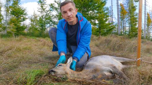 PUR+ Moderator Eric Mayer kniet im Wald auf einer Lichtung hinter einem toten Reh, das dort als Kadaver abgelegt wurde. Eric schaut ernst in die Kamera.