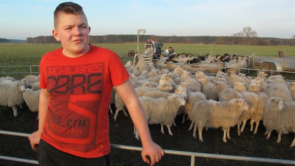 Hannes lebt im brandenburgischen Möllendorf auf einem Bauernhof. Fast täglich hilft er seinem Vater bei der Arbeit mit rund 600 Schafen. | Rechte: KiKA/Stefanie Köhne