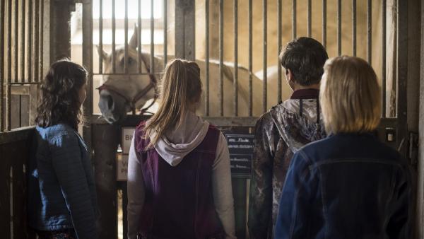 Die vier Tierfreunde sind schockiert als sie plötzlich vor der Box eines verwahrlosten Pferdes stehen. Von links nach rechts: Selma Kunze, Hanna Stötzel, Sinan El Sayed, Luna Kuse. | Rechte: MDR/Saxonia Media/Felix Abraham