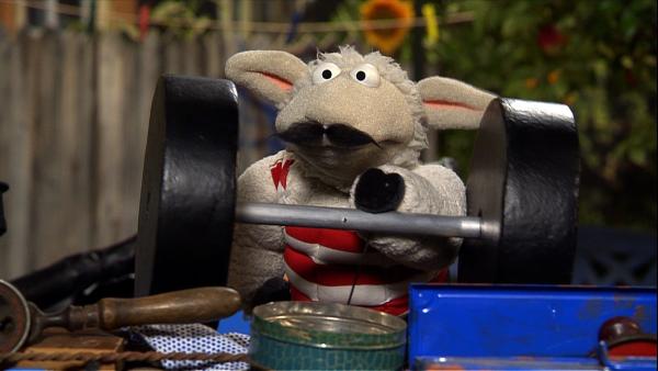 Wolle versucht mit ausgestopften Muskeln und Papphanteln, den Wolf zu beeindrucken. Ob das klappt...? | Rechte: NDR/Studio Hamburg