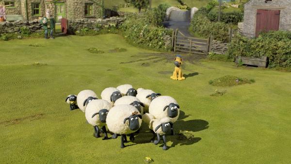 Ein seltener Anblick: Für einen Wettbewerb gehen die Schafe in Reih und Glied. | Rechte: WDR/Aardman Animation Ltd./BBC
